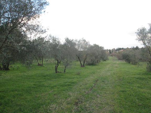 Terreno agricolo con oliveto 